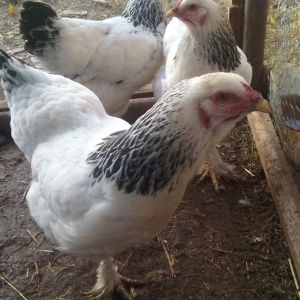 Here are my Light Braham Hens, 
These three are purely inseparable, we call them the three Amigas .