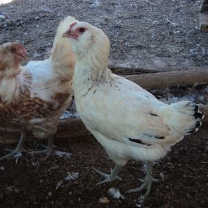 Here we have my two Ameraucana Hens (Easter Egger), 
Red and white is: Freckles
Columbian Colored Black and White: Sweetie