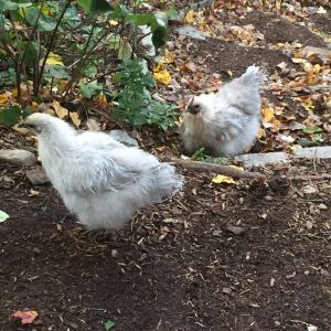 Hedemora hens, daughter and mother