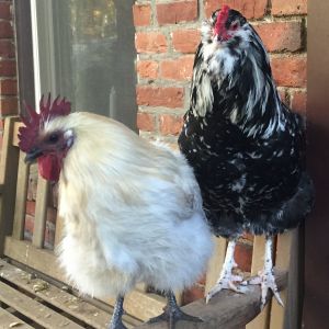 My Hedemora and Mottled Ameraucana Roos