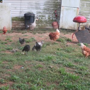 These are a few of my 25 chickens (laying hens) in my "backyard", by chance.