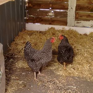 New girls in neighborhood... 'Boy are they bossy!'
