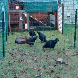 This is the two coops on the ground.