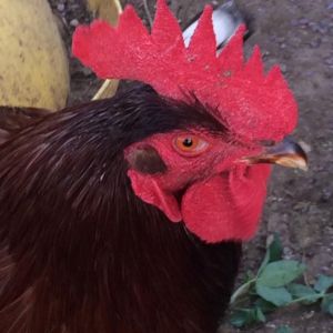 Deadpool does not find me funny.