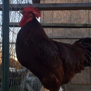 The Joker singing his own tune