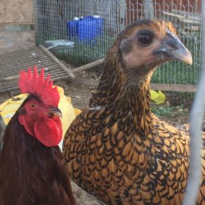 Shaggychicken the Bantam hen trying to look bigger than Deadpool