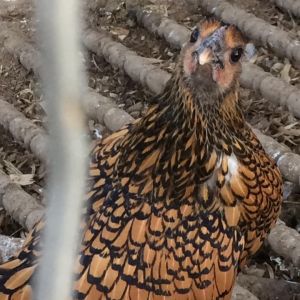 "Wicked chickens make deviled eggs"