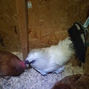 Viserys walking among his people.