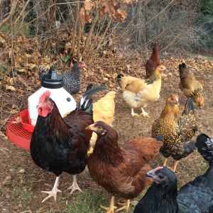 They got big so fast. The Roo's had to go unfortunately but my neighbors are happier as are the hens.