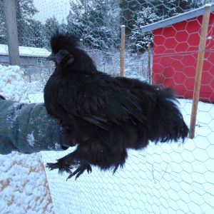 This is Sweet Heart. She is a bearded black Silkie hen. She is 1 1/2 years old, and is true to her name. She is my first Silkie