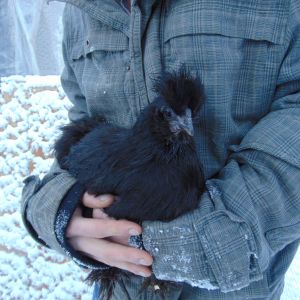 This is my lovely Silkie hen named Sweet Heart. She is my very first silkie and she is bearded