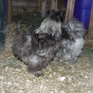 This rooster is named Beast and the fluffy but beside him belongs to his brother named Owl
