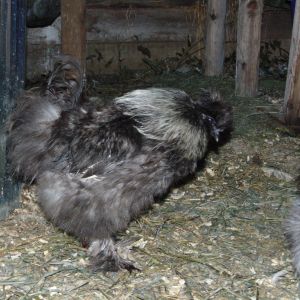 This rooster is named Beast and the fluffy but beside him belongs to his brother named Owl