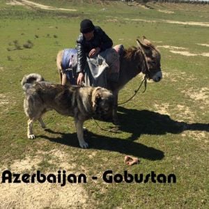 Azerbaijan Shepherd Dog
Aboriginal dogs of Azerbaijan