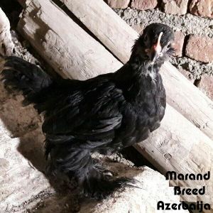 Traditional Rare Breeds marand 
black Azerbaijan