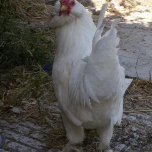 Rare Poultry marandi 
Traditional Rare Breeds marand 
black Azerbaijan