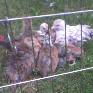 young Seramas in ex-pen for their backyard outing from brooder box!