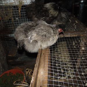 This is Misty. She is a silver Silkie Hen