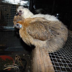 This is Pheonix. She is a partridge hen.