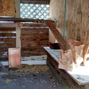 Making the 'hen house'.