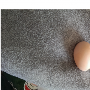 my 1st egg
