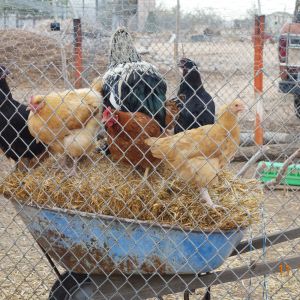 They love to perch on top of a bale of straw on a wheelbarrow. We use the straw to replace old ones inside their nest boxes.