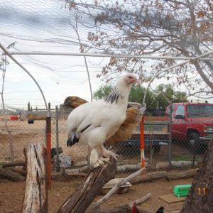 Inside the enclosed run is a dead tree that I trimmed down to a shorter height and serve as a perch for the flock. They love it.