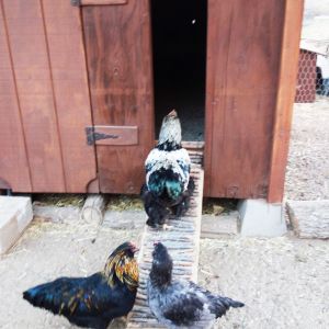 Built a small access door on the right side of the large main door for our flock to go in and out of the coop without opening the large door. I installed the hinges at the bottom of the door so that it opens and drops down to serve as a ramp.