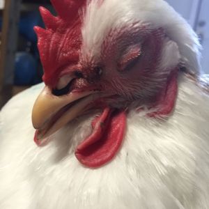 This is one of my seemingly ill hens. Carole's eye seems to have been pecked, it is the left eye shown. Also there appears to be dried blood or something in her left nostril. She is having breathing troubles, hasn't been eating or drinking, and she hasn't pooped or peed recently. I feel as though she is egg bound but idk what to do.