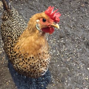 Buttercup
Sicilian Buttercup
November 15, 2016