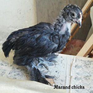 Marand chicks 
Black Azerbaijan chicks