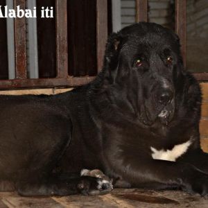 Alabai coban iti 
Turkistan shepherds