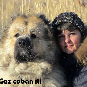 Qafqaz çoban iti
Azərbaycan çoban iti
Azerbaijani Shepherd Dog