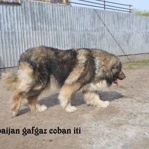 Qafqaz çoban iti
Azərbaycan çoban iti
Azerbaijani Shepherd Dog