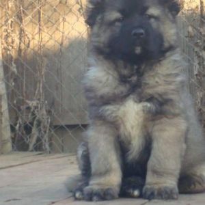 Qafqaz çoban iti
Azərbaycan çoban iti
Azerbaijani Shepherd Dog