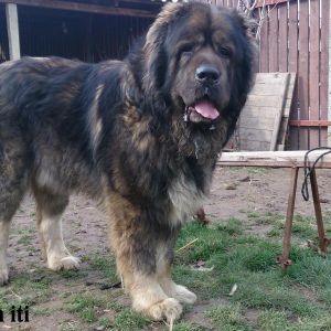 Qafqaz çoban iti
Azərbaycan çoban iti
Azerbaijani Shepherd Dog