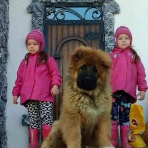 Qafqaz çoban iti
Azərbaycan çoban iti
Azerbaijani Shepherd Dog