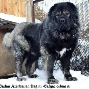 Qafqaz çoban iti
Azərbaycan çoban iti
Azerbaijani Shepherd Dog