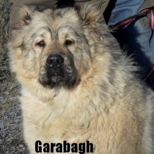 Qafqaz çoban iti
Azərbaycan çoban iti
Azerbaijani Shepherd Dog