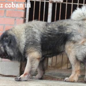 Qafqaz çobani 
Azərbaycan çoban iti
Azerbaijani Shepherd Dog
