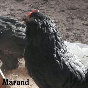 black Azerbaijan 
Marand breeds