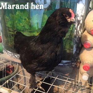 black Azerbaijan 
Marand breeds