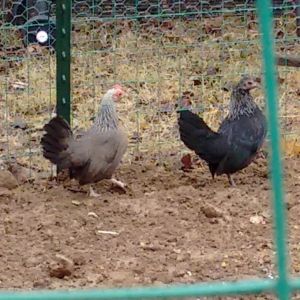 This is the new bantams added to the flock.  Man are they loud! Love em anyways...