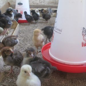 My Kuroiler chicks at one week old