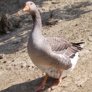 goose