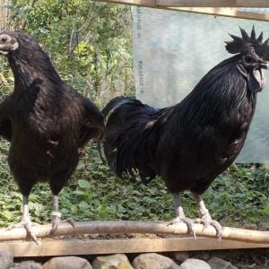 Ayam cemani rooster and chicken