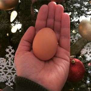 My very first egg came today!!! December 26, 2016. Best Christmas present!