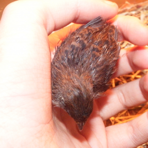 My quail growing up well.