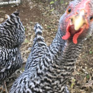 My Barred Rocks almost ready to lay