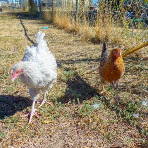 Sugar and Beth: best buddies